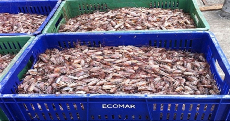 Harina de residuos de camarón alimentaría peces, cerdos y gallinas