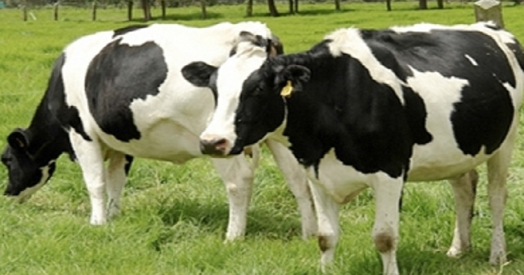 ¿Conoce las causas de infertilidad en bovinos inducidas por el ser humano?