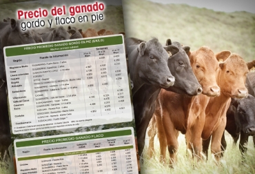 Importante aumento del precio del ganado en Sabana de Torres