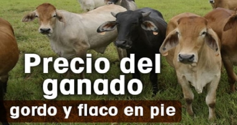 Volvió a repuntar el precio del ganado en Santander