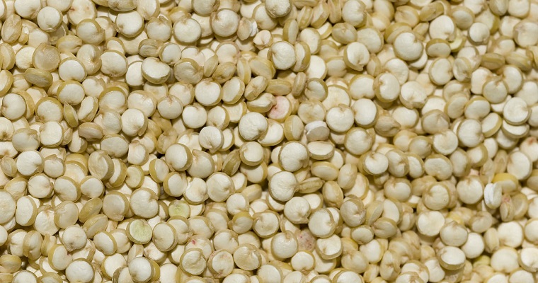 Proyecto de regalías en Cauca mejorará la productividad del sector quinuero, gracias a nuevas variedades y prácticas de manejo de cultivo