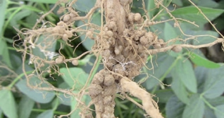 Así se puede lograr una fertilización natural de la pastura