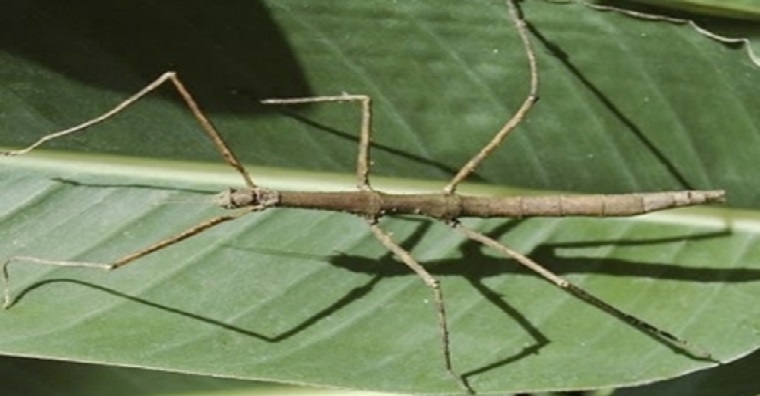 Tenga cuidado con los daños que genera la María Pirata en los SSPi