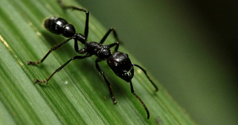 La cría de insectos comestibles como alternativa sostenible a la producción de carne