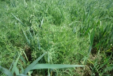 Cómo reducir la densidad de malezas y ayudar a incorporar nutrientes y proteger el suelo