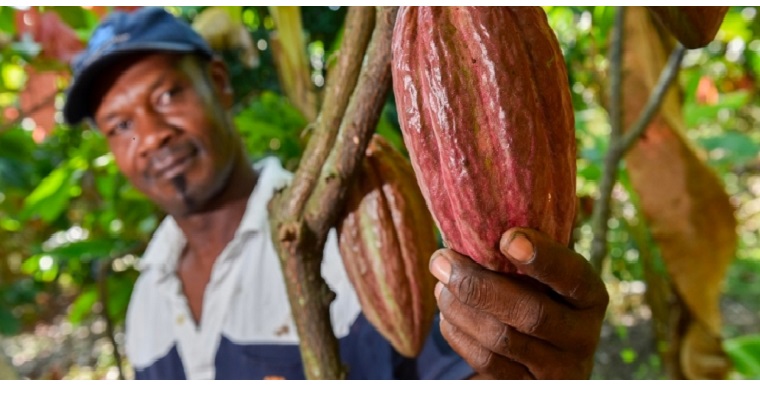 2019, un buen año para la producción de cacao en Colombia