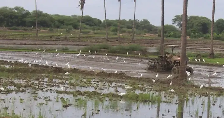 ¿Por qué el riego por inundación es una técnica económica y eficaz?