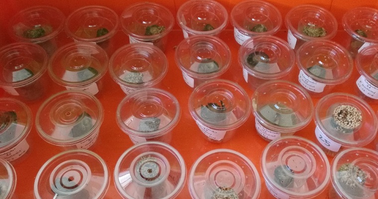 Investigación de AGROSAVIA y la UPTC, en plagas limitantes de la guayaba, es nominada a los premios Nacional de Entomología y Alejandro Ángel Escobar 2021