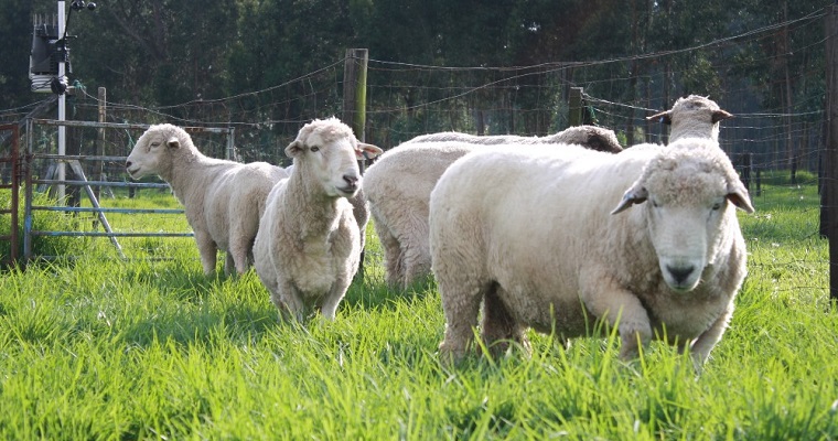 Investigación sobre adición in vitro de melatonina al plasma seminal ovino para mejorar programas de reproducción en la sabana de Bogotá