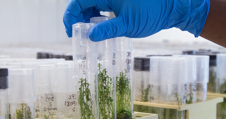 Invitación a la Celebración del Día Internacional de la Papa