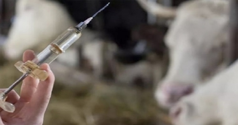 Desarrollan vacuna para mitigar las emisiones de metano de las vacas