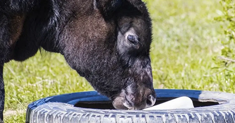 ¿Minerales inyectables o sales, ¿cuál es la mejor opción para el ganado?