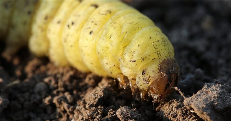 Saliva de gusano para descomponer el plástico