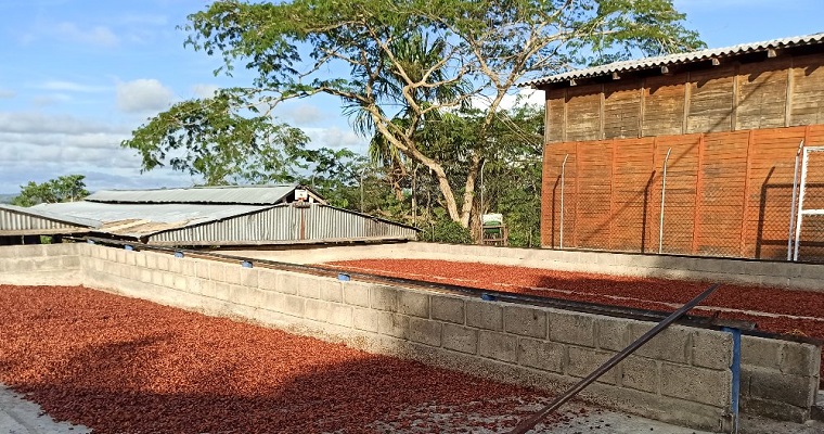 Investigación revela nuevas bacterias en suelos cacaoteros de Antioquia con implicaciones para la mitigación del cadmio en cacao