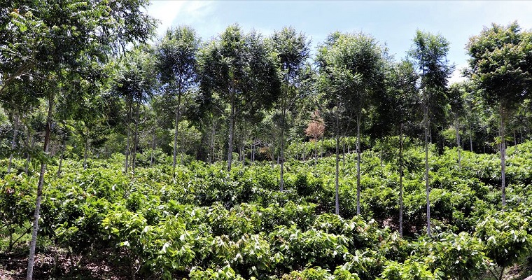El vivero y jardín clonal de AGROSAVIA, Centro de Investigación El Nus, recibieron registro ICA para la producción de material vegetal de cacao