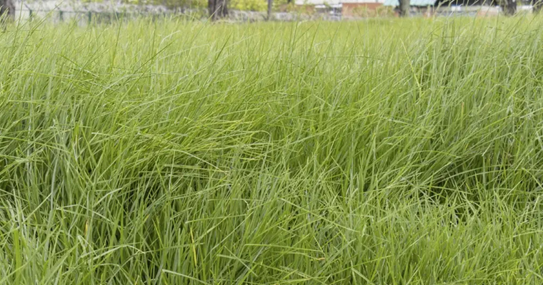 Fertilización y poda del pasto kikuyo maximizan su rendimiento y mejora la captura de carbono