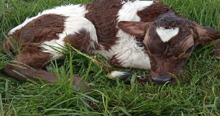 Nacieron seis animales puros de la raza kiwi cross producto de la transferencia de embriones en Pasto