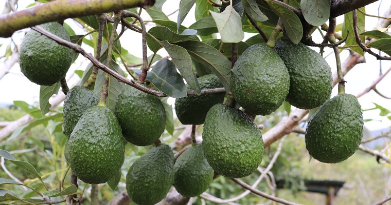 El cultivo de aguacate una alternativa productiva importante para el país