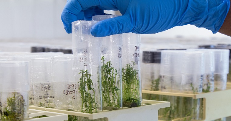 AGROSAVIA entrega resultados para atender futuras epidemias del virus PYVV en cultivos de papa del país