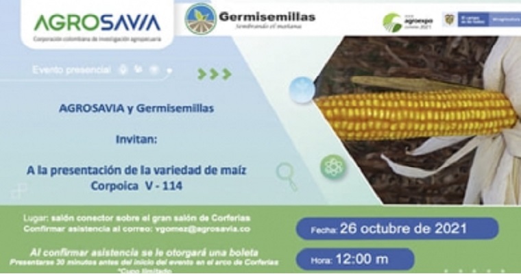 Conozca la nueva variedad de maíz para el Caribe de Colombia