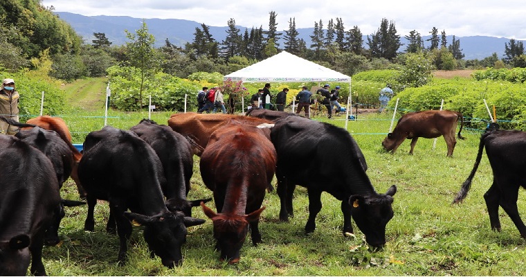 "Quien a buen árbol se arrima, buena sombra lo cobija" Lanzamiento de la vitrina Silvopastoril en el C.I. Obonuco