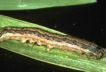 Bioinsecticida controla gusano cogollero