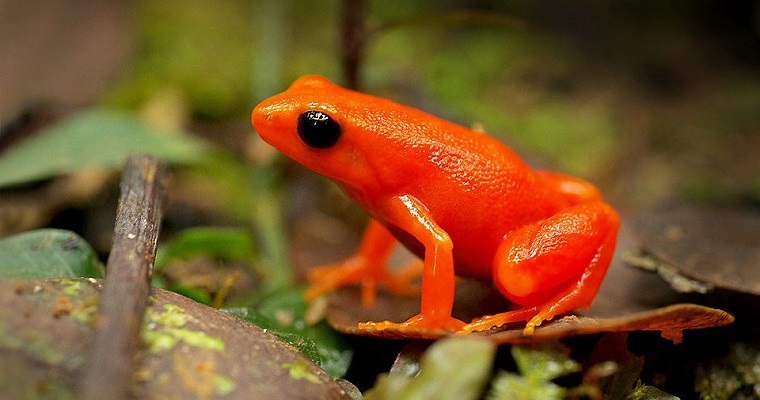 Las especies tropicales son las más amenazadas por el cambio climático