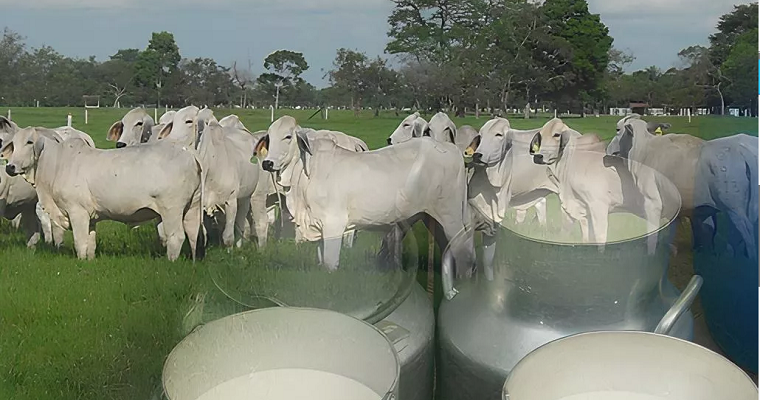 Usted que come queso, ¿sabe cómo se originó?