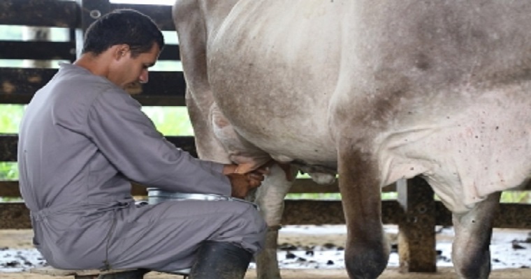 $3.400 millones para los pequeños lecheros de Caquetá