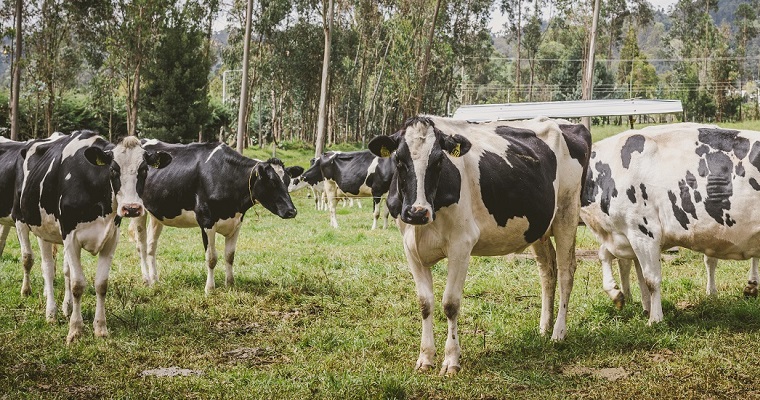 Con soluciones estructurales, MinAgricultura responde a los retos que enfrenta el sector lechero