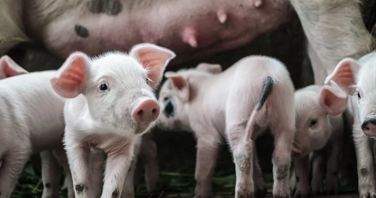 Solla se convirtió en la primera empresa que vacuna sin el uso de aguja a sus lechones