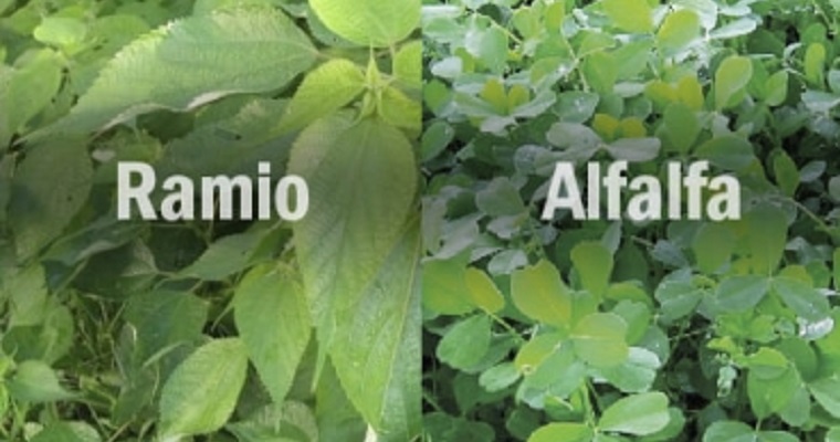 Así se siembran y fertilizan 2 importantes especies leguminosas en Colombia