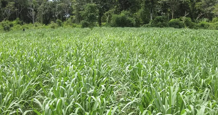 Eucalipto, leucaena y tanzania: Una triada ideal para sistemas silvopastoriles