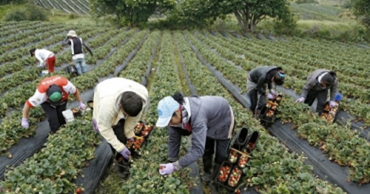 Libro sobre 500 años de historia agrícola en Colombia será lanzado por el Banco de la Republica