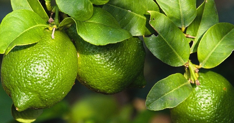 ¡Antes de terminar el 2022, Antioquia tendrá mil nuevos predios con registro exportador!