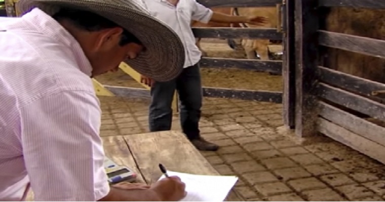 ¿Cómo maneja sus cuentas en su empresa ganadera? Conozca un método simple