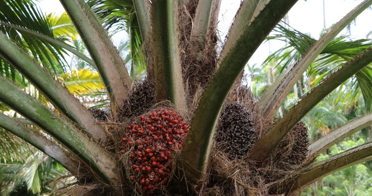 Colombia presenta alternativa sostenible en palmáceas en el marco de la COP16