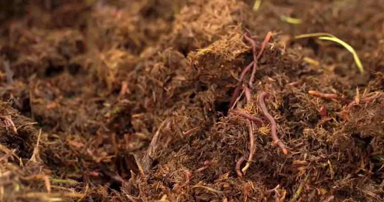 Lombricultura, una práctica útil para fertilizar los suelos y alimentar al ganado