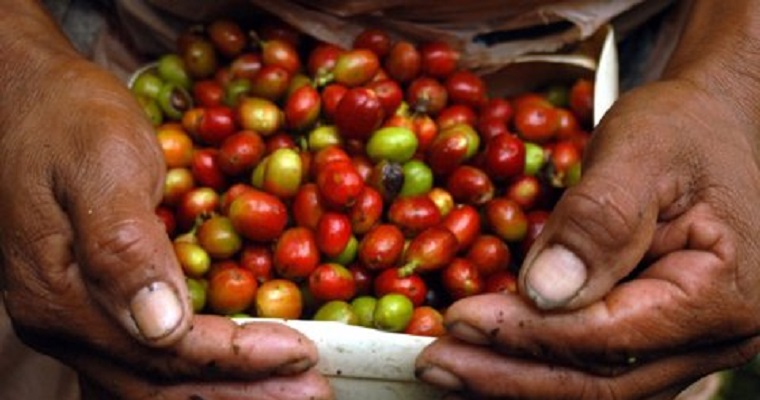 Prográmese con las ponencias que tendrá la cumbre cafetera que este año será online