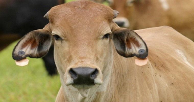 ¿Qué es el Machine learning y cómo se ha empleado en investigaciones en ganadería?