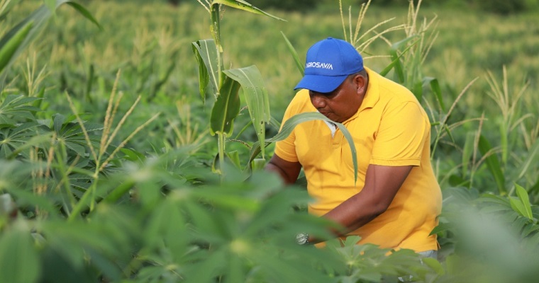AGROSAVIA presenta FOSFOTAL®, una solución eficiente y ecológica para la fertilización agrícola