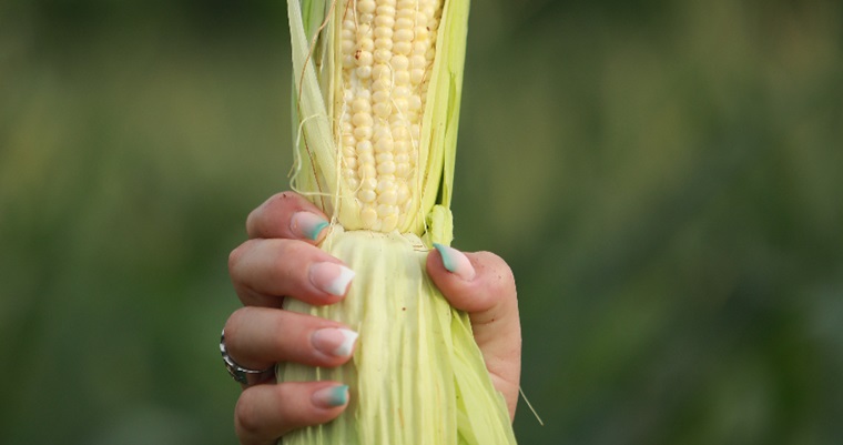 Resultados de las convocatorias del Plan Semilla – Cacao, Especies Arbóreas Nativas, Maíz, Aguacate y Plátano