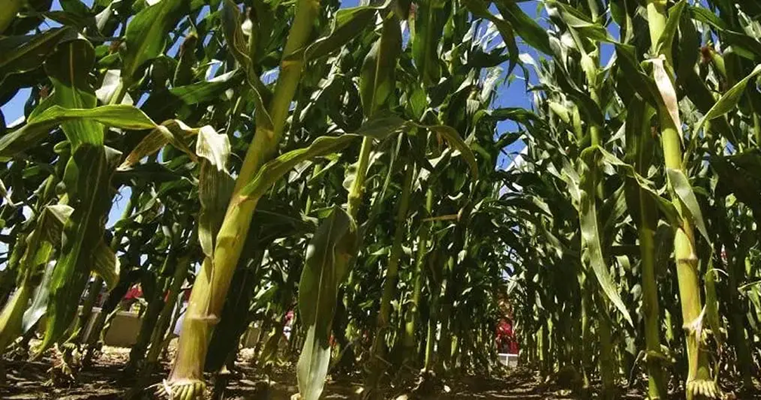 Cómo controlar el achaparramiento del maíz