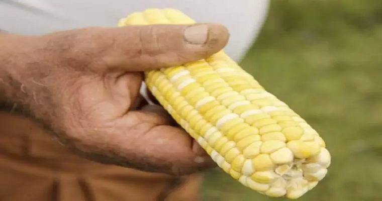 Semillas genéticamente modificadas pueden convivir con las nativas