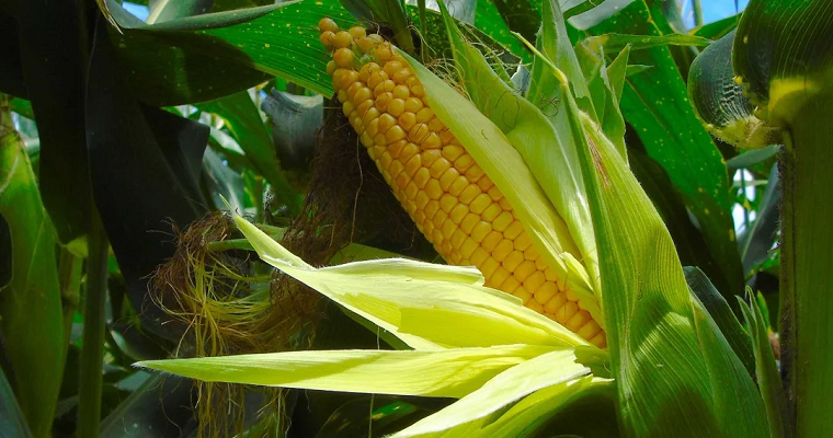 Colombia registra nuevo récord en adopción de cultivos transgénicos de maíz y soya