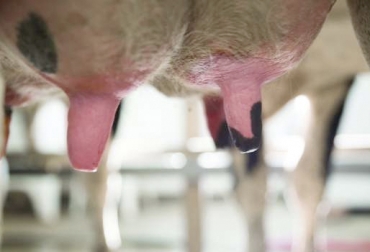 ¿Alguna vez ha escuchado sobre la mamilitis bovina?