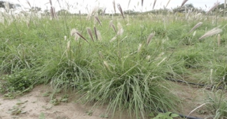 ¿Cómo se siembran pastos en zonas áridas y semiáridas?