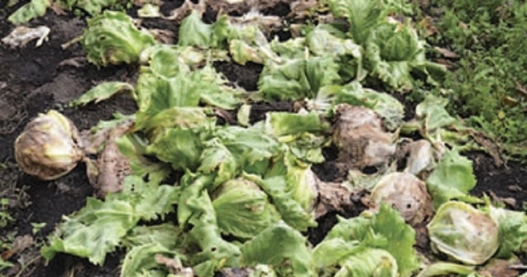 5 técnicas para un manejo adecuado de plagas en hortalizas