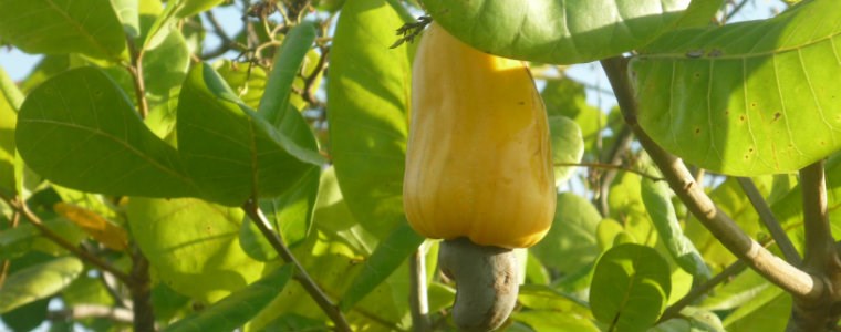 Corpoica y ACOPI impulsan cultivo de marañón como alternativa agroindustrial para región Caribe - 27 de septiembre de 2017