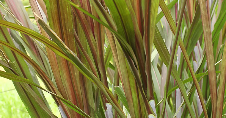 Claves que debe tener en cuenta al sembrar pasto maralfalfa